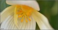 /album/fleurs-dun-jardin-2015/dsc-5208-copie-jpg/